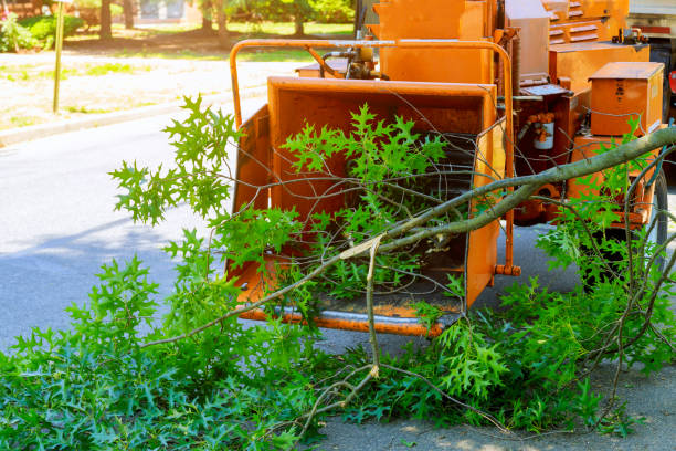 Best Large Tree Removal  in Bainbridge Island, WA